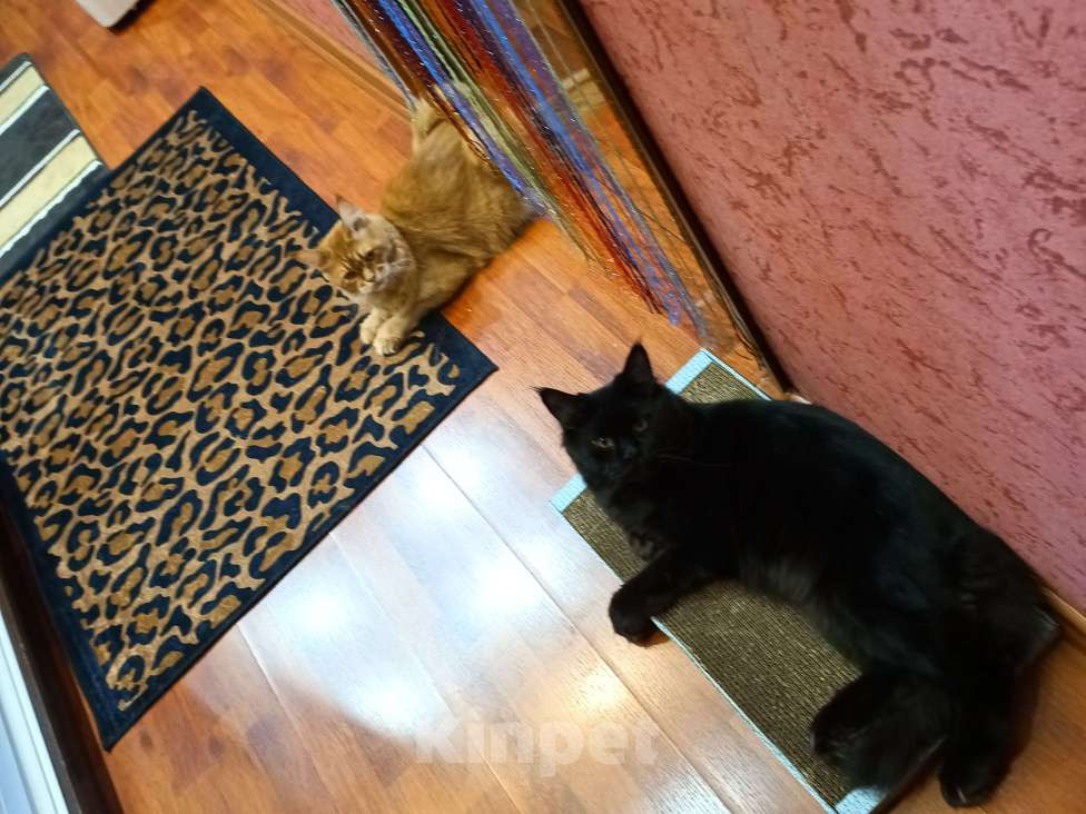 Кошки в Ачинске: Нужна невеста  Мальчик, 1 руб. - фото 3