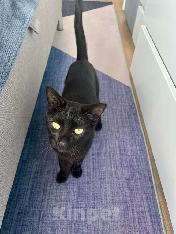 Кошки в Москве: Кошечка ищет дом  Девочка, 500 руб. - фото 6