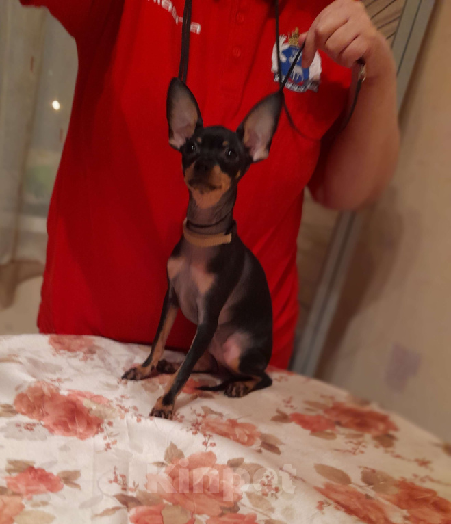 Собаки в Екатеринбурге: Русский той гладкошёрстный Мальчик, 25 000 руб. - фото 3