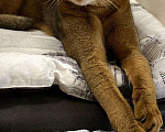 Кошки в Теберде: Вязка, 1 руб. - фото 2