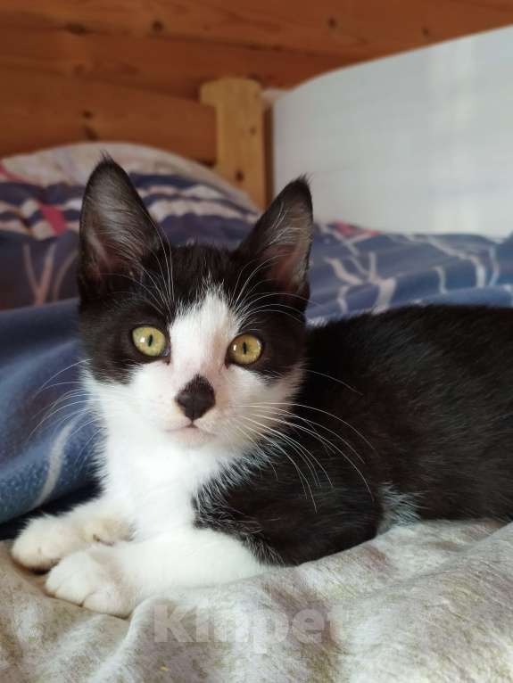 Кошки в Санкт-Петербурге: Смышлëный котёнок Тиша в добрые руки Мальчик, Бесплатно - фото 7