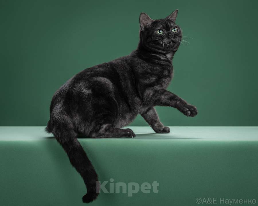 Кошки в Ликино-Дулево: Американская короткошерстная Мальчик, Бесплатно - фото 5