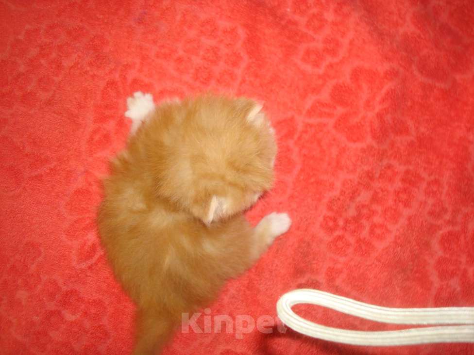 Кошки в Керчи: Персидские котята Девочка, 8 000 руб. - фото 2