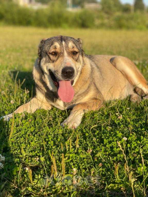 Собаки в Владимире: Алабай в добрые руки Девочка, Бесплатно - фото 3