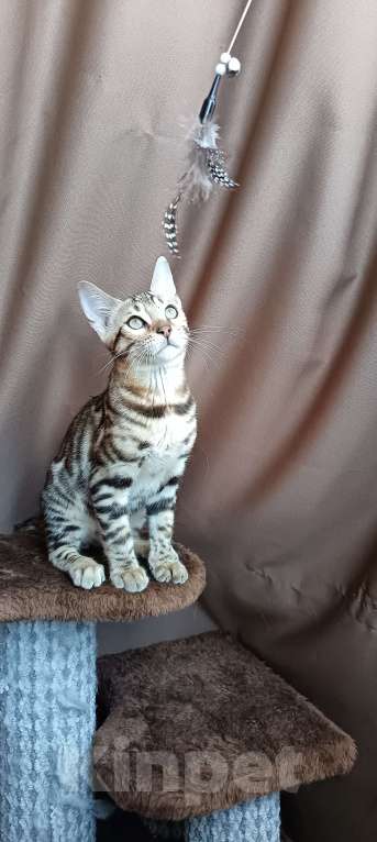 Кошки в других городах Свердловской области: Бенгальский котёнок Мальчик, Бесплатно - фото 3