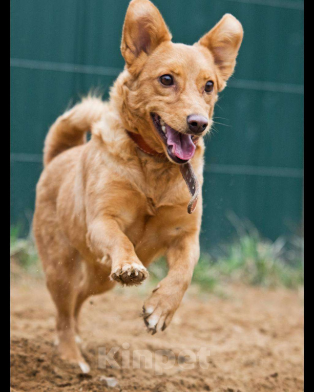 Собаки в других городах Московской области: Малышка Зизи ищет семью Девочка, Бесплатно - фото 6