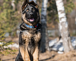 Собаки в других городах Московской области: Собаки щенки немецкой овчарки рабочего разведения Девочка, 80 000 руб. - фото 6