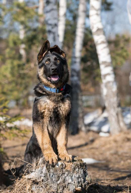 Собаки в других городах Московской области: Собаки щенки немецкой овчарки рабочего разведения Девочка, 80 000 руб. - фото 6