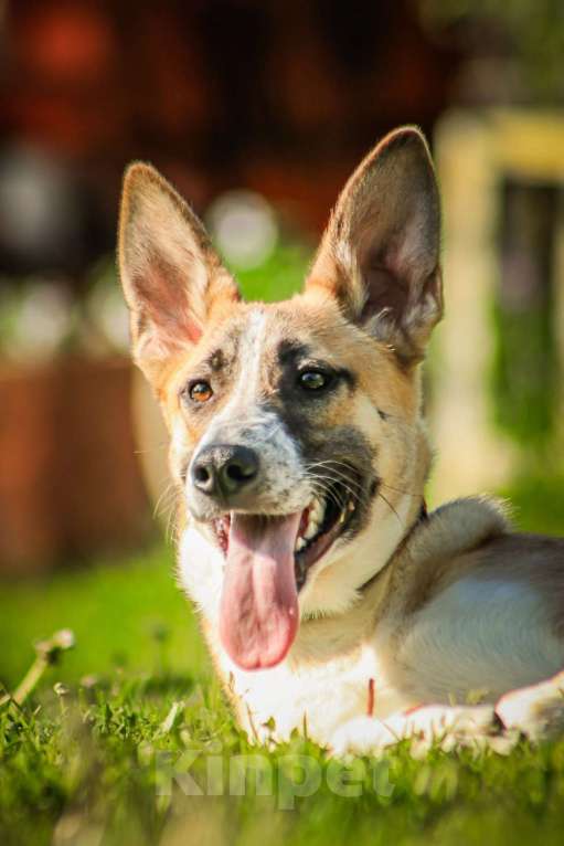 Собаки в Москве: Красавчик, метис овчарки Рэкс в дар Мальчик, 1 руб. - фото 6