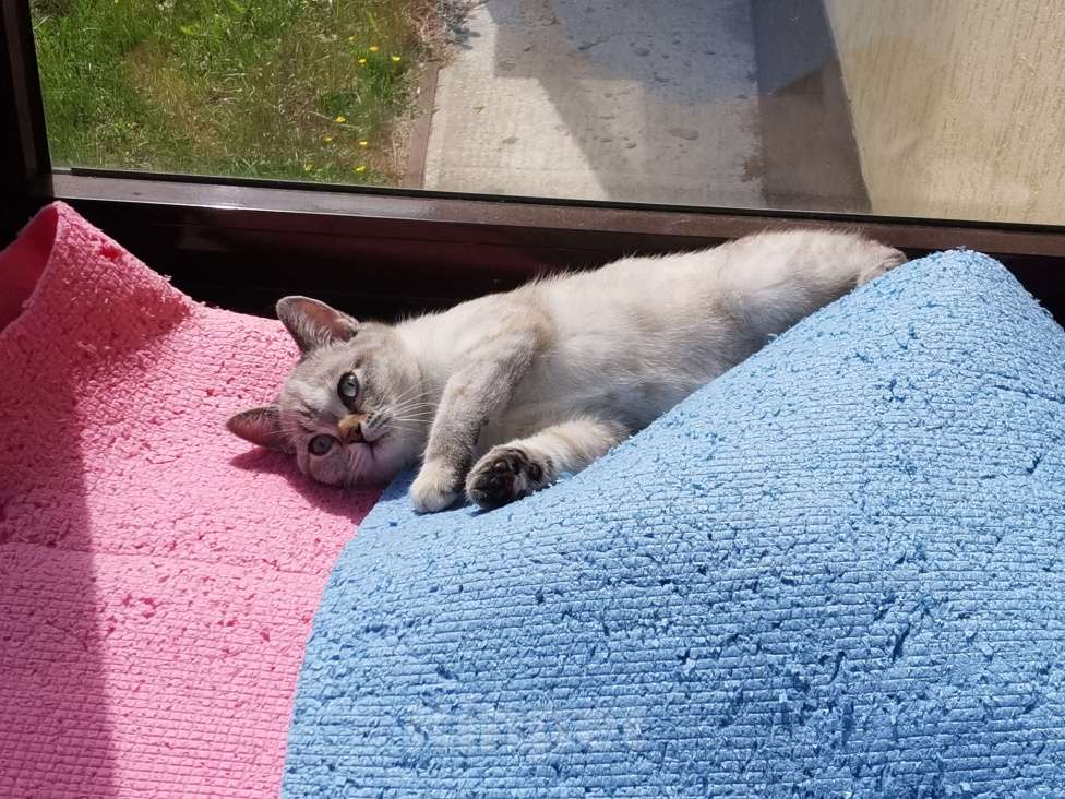 Кошки в Москве: Британские котята  Девочка, 15 000 руб. - фото 2