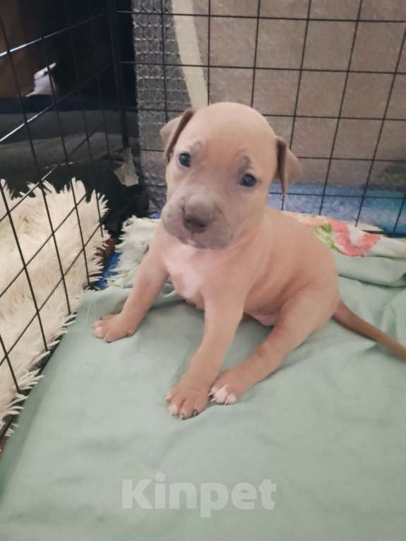 Собаки в Ульяновске:  Бронь на щенков питьбуля, 4помет прививки по возрасту, родители проживают с детьми адекватные. Мальчик, 20 000 руб. - фото 10