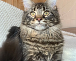 Кошки в Челябинске: 🔥🔥🔥КОТЕНОК МЕЙН-КУН МАЛЬЧИК ПИТОМНИК 🔥🔥🔥 Мальчик, 35 000 руб. - фото 8