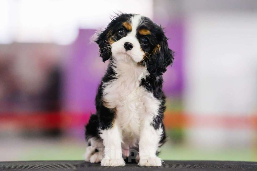 Собаки в Тайшете: Продаётся щенок-мальчик кавалер кинг спаниель Мальчик, 60 000 руб. - фото 1