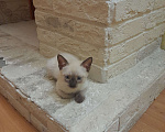 Кошки в Балашихе: Котёнок девочка Тайский маленький Девочка, 5 000 руб. - фото 2