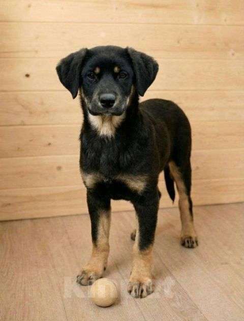 Собаки в Москве: Красавица Каштанка, ласковый щенок-подросток ищет дом Девочка, Бесплатно - фото 1