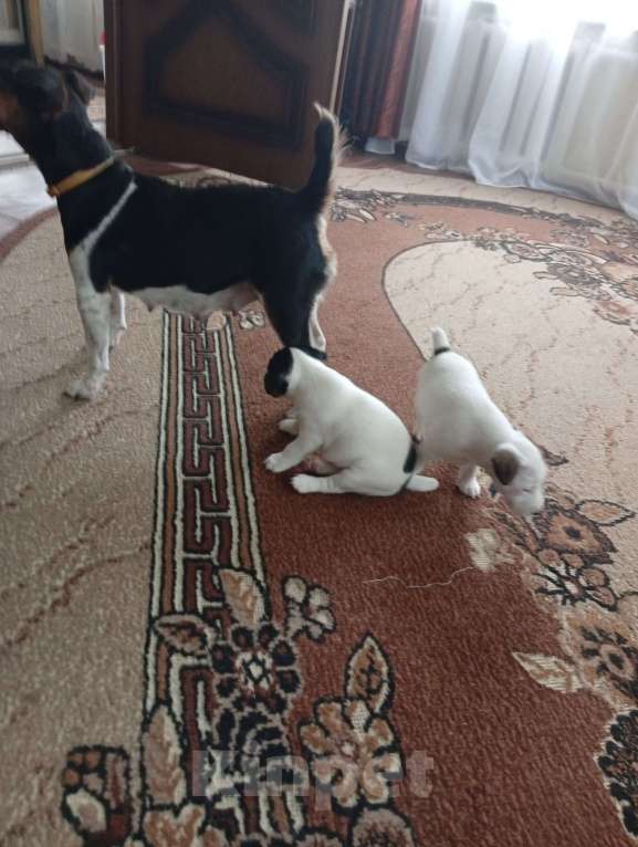 Собаки в Сураже: Продам щенков фокстерьера Девочка, 7 000 руб. - фото 3