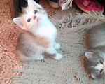 Кошки в Альметьевске: Пушистики Девочка, Бесплатно - фото 5