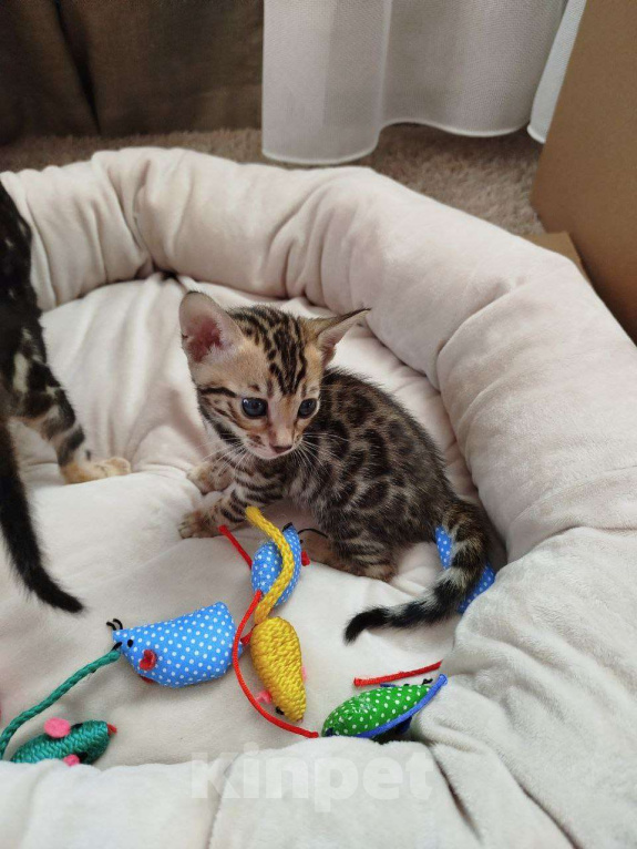 Кошки в Ростове-на-Дону: Бенгальские котята Девочка, 17 000 руб. - фото 4