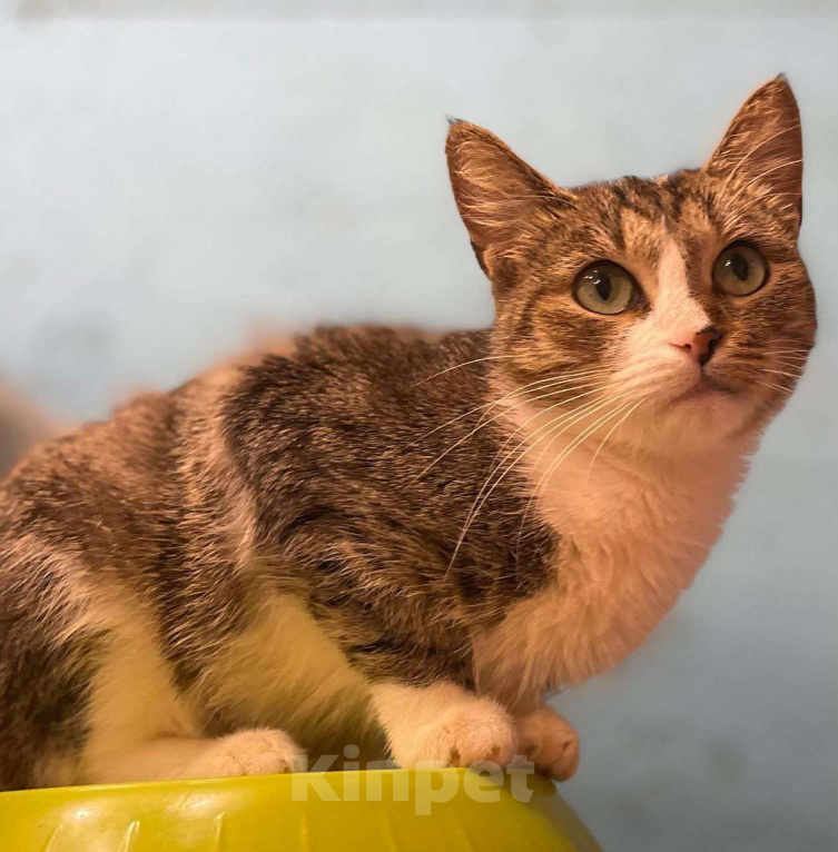 Кошки в Москве: Возьмите Люсю. Она чудесная Девочка, Бесплатно - фото 2