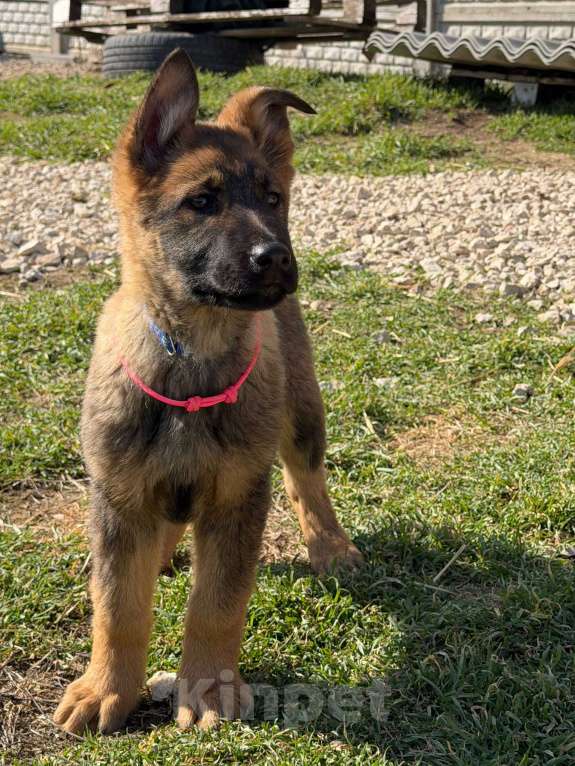 Собаки в других городах Крыма: Щенок немецкой овчарки Девочка, Бесплатно - фото 1