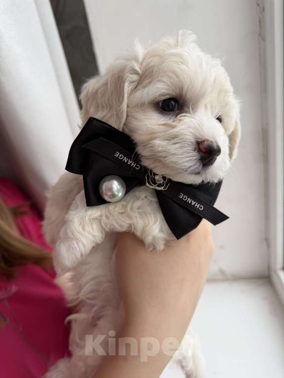 Собаки в Иваново: Той-пудель Мальчик, 80 000 руб. - фото 8