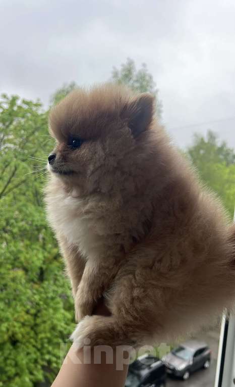 Собаки в Санкт-Петербурге: Очаровательный щенок — всего 2 месяца, ищет любящую семью! Мальчик, 1 000 руб. - фото 3