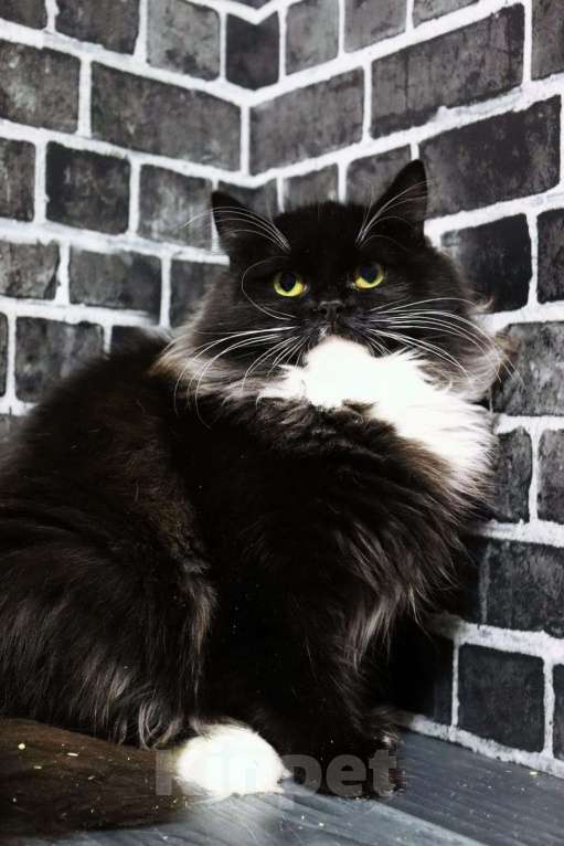 Кошки в Москве: Маркиза-шикарная кошечка ищет семью Девочка, Бесплатно - фото 3