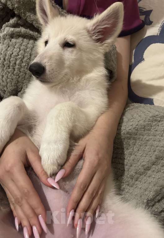 Собаки в Серпухове: Щенок БШО гладкошерстный Мальчик, 1 000 руб. - фото 1