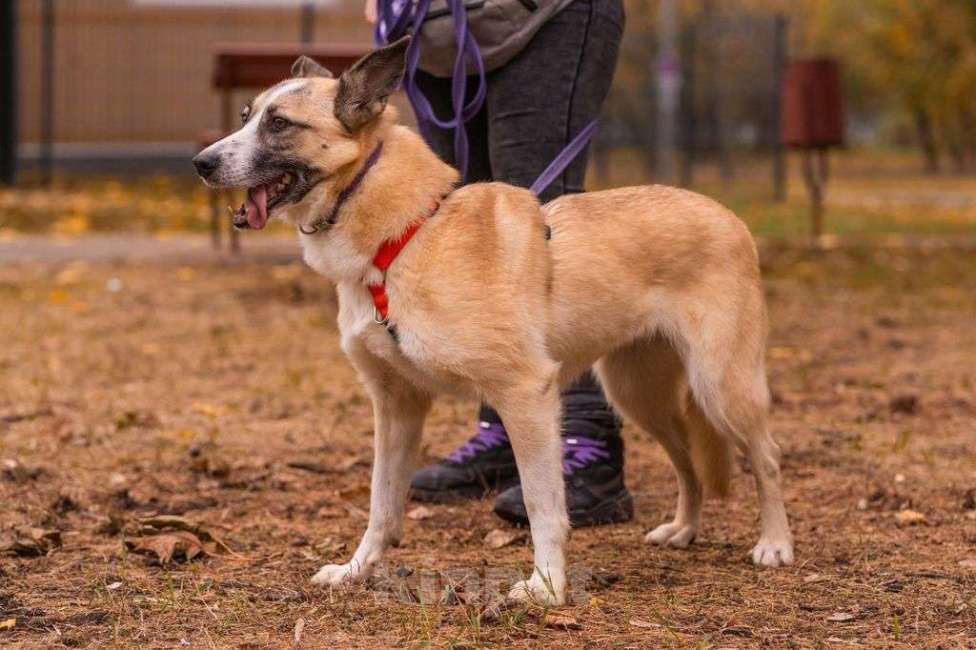 Собаки в Москве: Ася Девочка, Бесплатно - фото 3