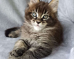 Кошки в других городах Краснодарского края: Котенок Мейн-кун Мальчик, 80 000 руб. - фото 3