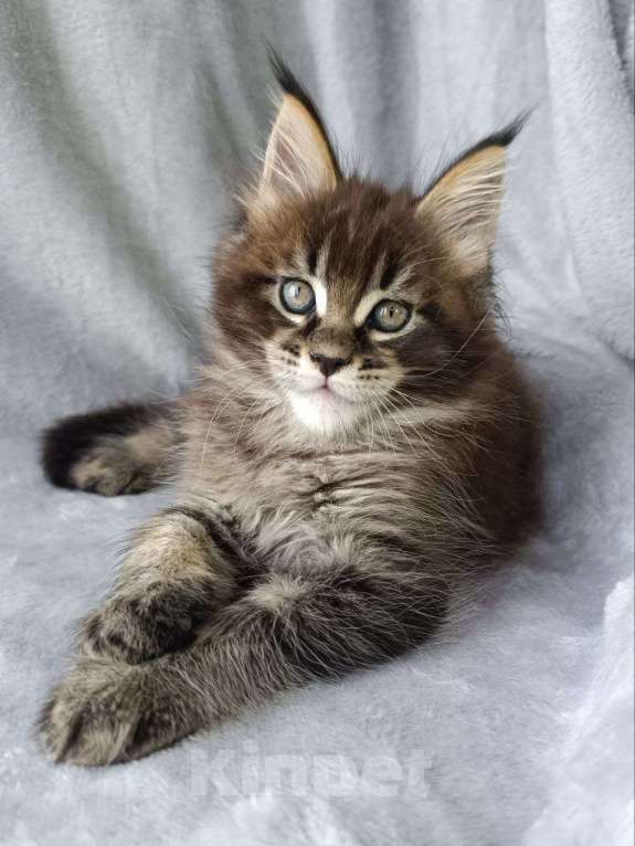 Кошки в других городах Краснодарского края: Котенок Мейн-кун Мальчик, 80 000 руб. - фото 3