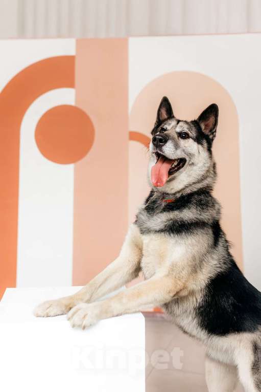 Собаки в Москве: Сложные времена порождают сильных. Суровые условия порождают выносливых. Мальчик, Бесплатно - фото 6