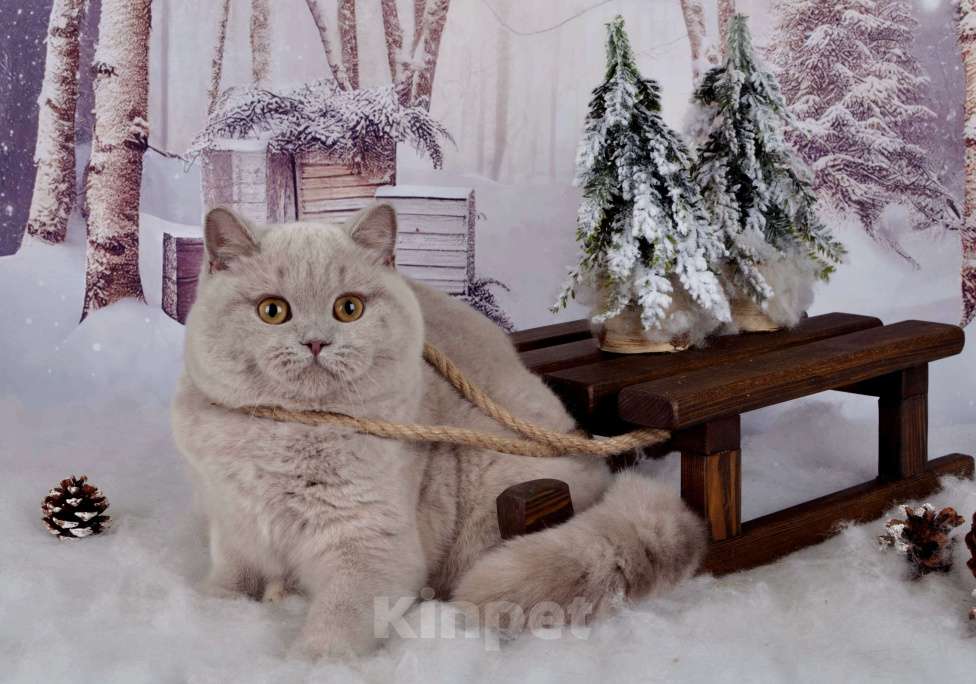 Кошки в Санкт-Петербурге: Британская кошечка черепахового окраса Девочка, 45 000 руб. - фото 4