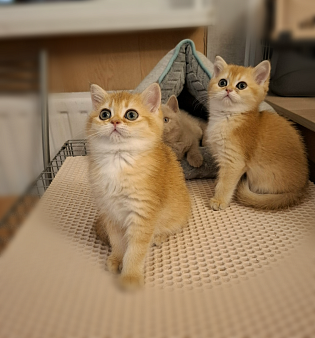 Шотландские золотые.