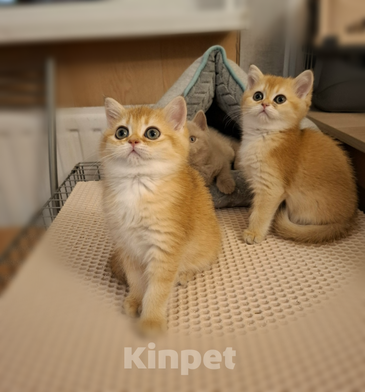 Кошки в Санкт-Петербурге: Шотландские золотые. Девочка, 29 000 руб. - фото 1