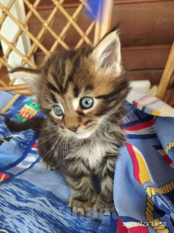 Кошки в других городах Ленинградской области: Котята в руковичках, котики и кошечки, разноцветные мурчалки Девочка, 45 000 руб. - фото 8