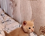 Кошки в других городах Мурманской области: Домашние котята Мальчик, 1 000 руб. - фото 9