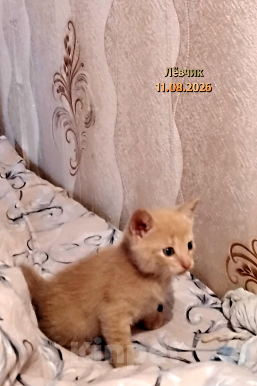 Кошки в других городах Мурманской области: Домашние котята Мальчик, 1 000 руб. - фото 9
