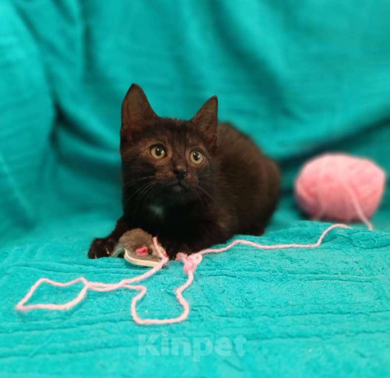 Кошки в Санкт-Петербурге: Маленькие красивые котята ищут дом Мальчик, Бесплатно - фото 10