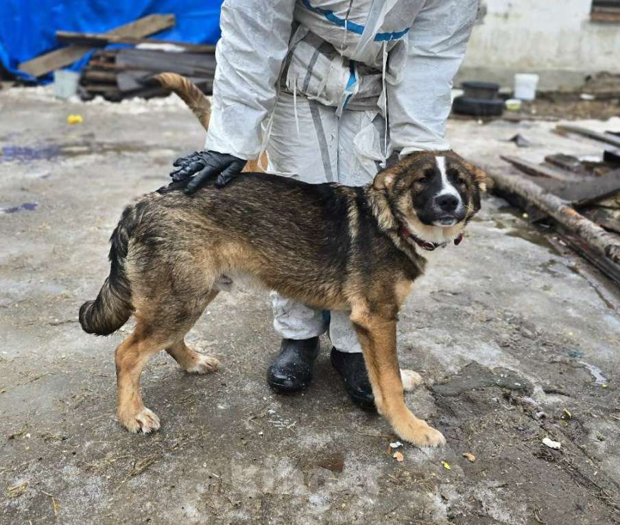 Собаки в Санкт-Петербурге: Прекрасный умный щенок ищет дом Мальчик, Бесплатно - фото 2