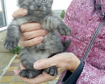 Кошки в других городах Краснодарского края: Котята шотландской вислоухой Мальчик, 3 000 руб. - фото 4