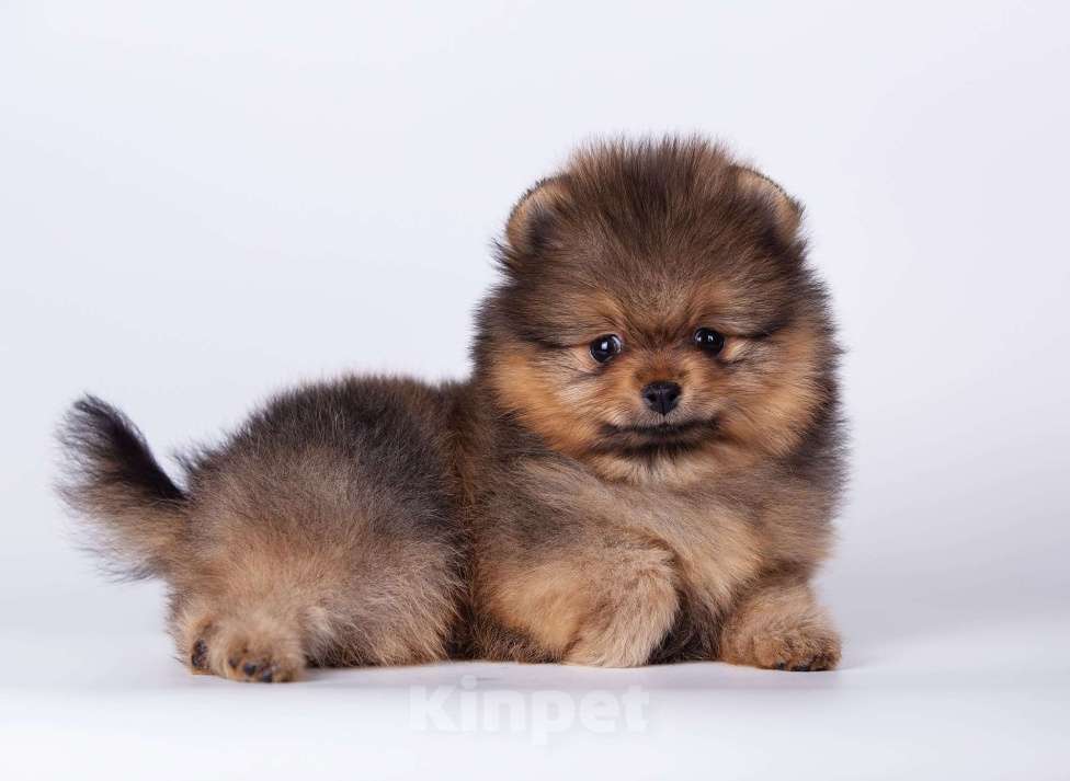 Собаки в Нижнем Новгороде: Мальчики померанского (той)шпица Мальчик, 50 000 руб. - фото 4