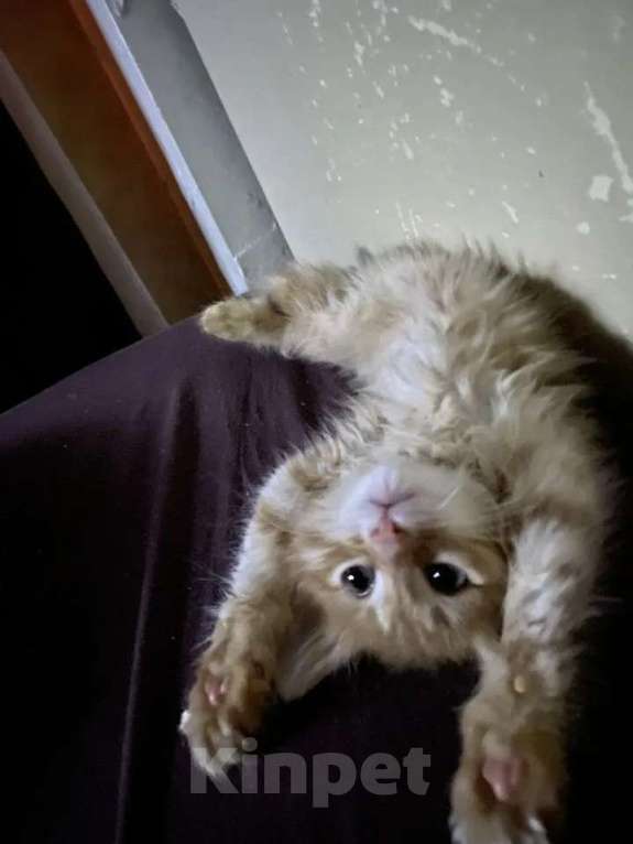 Кошки в Нижнем Новгороде: Отдам котят в добрые руки, два мальчика и одна девочка, возраст 1,5 месяца к лотку приучены. Мальчик, Бесплатно - фото 1