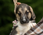 Собаки в Москве: 🐶 Стеша ищет свою семью! 🐶 Девочка, Бесплатно - фото 7