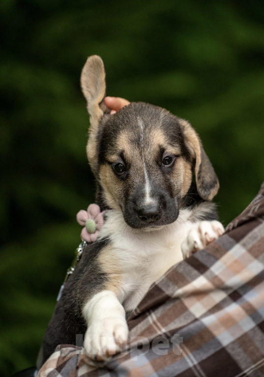 Собаки в Москве: 🐶 Стеша ищет свою семью! 🐶 Девочка, Бесплатно - фото 7