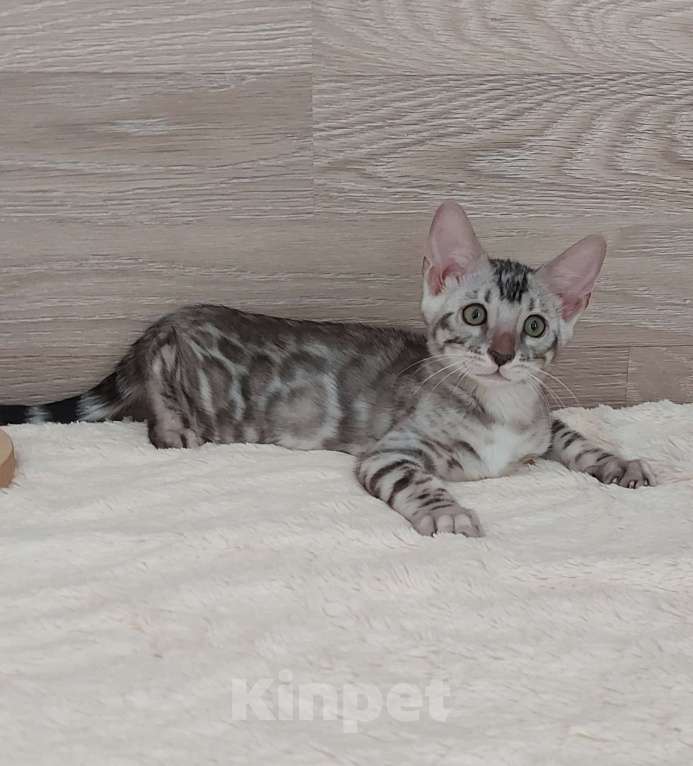 Кошки в Москве: Бенгальские котята  Мальчик, 55 000 руб. - фото 5