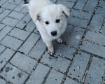 Собаки в Воронеже: Прекрасные щенки в добрые руки Девочка, Бесплатно - фото 2