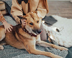 Собаки в Москве: Ищет Дом и лучшего хозяина пёс Риччи Мальчик, Бесплатно - фото 3