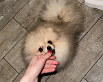 Собаки в Москве: Померанский шпиц мини  Мальчик, 40 000 руб. - фото 3