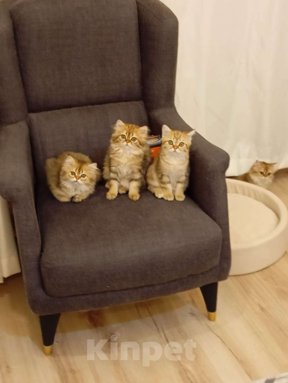 Кошки в других городах Крыма: Шотландские котята.Продажа в разведение или в любимцы Девочка, Бесплатно - фото 4